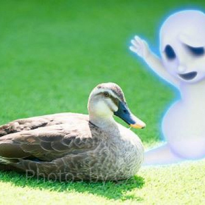 カモを脅かす見習いゴースト