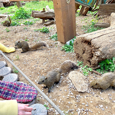 約200匹のリスを放し飼い