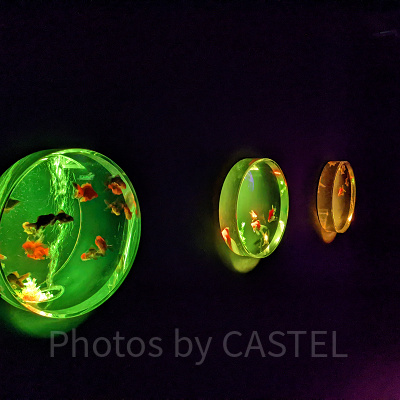 アートアクアリウム銀座　金魚蒐集