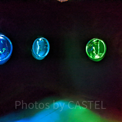 アートアクアリウム銀座　金魚蒐集