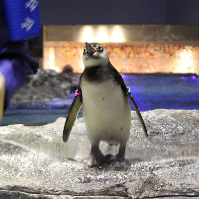 2018年にすみだ水族館で生まれた赤ちゃん「もんじゃ」
