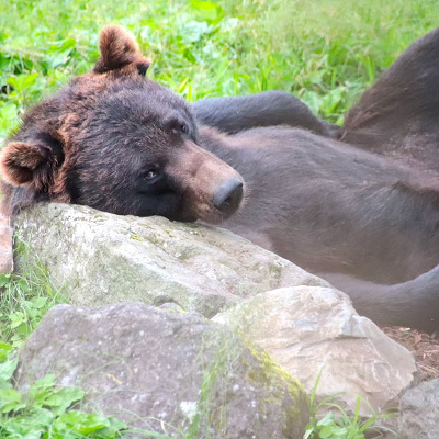 富士サファリパークのクマ