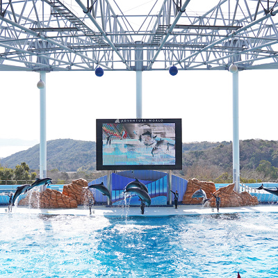 イルカの大ジャンプ