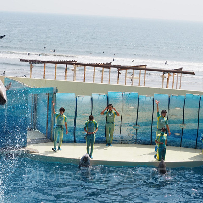 イルカの大ジャンプ