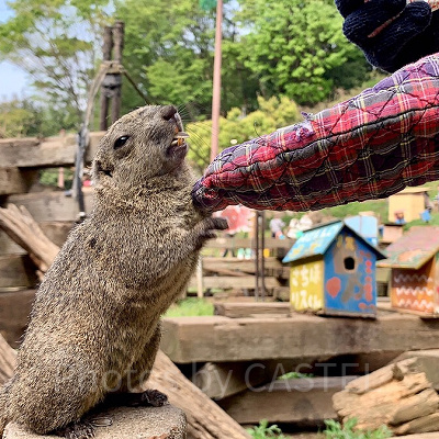 子供でも楽しめる？