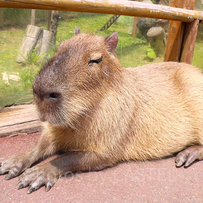富士サファリパークのカピバラ
