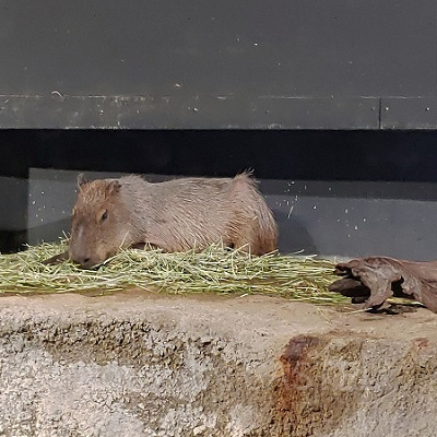 アクアパークにはカピパラも何ともユニークな水族館です