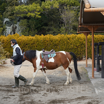 チャレンジホース