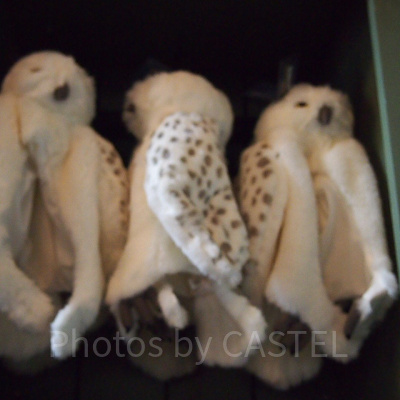 実はフクロウを飼っていないキャラクター