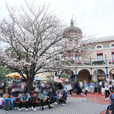 スウィートハート・カフェ前の桜