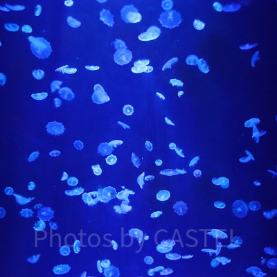 美ら海水族館の割引