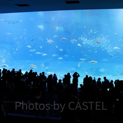 多くの人が集まる美ら海水族館