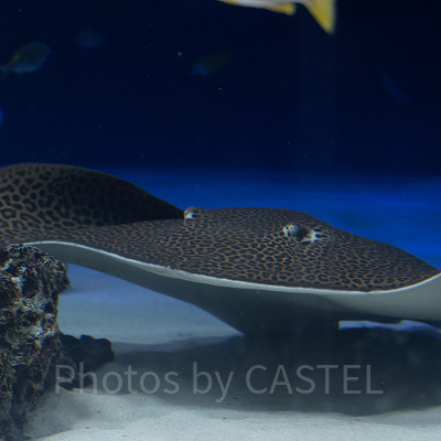 サンシャイン水族館の混雑状況：狙い目②