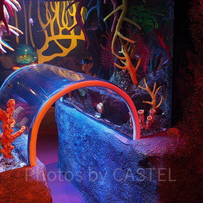 「サンゴ礁の海」