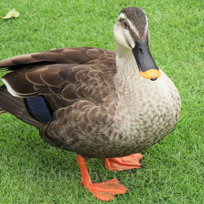 【ディズニーの事件簿】ケース3：カモがパレードに乱入！？