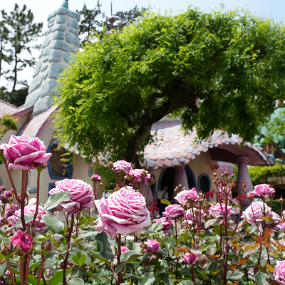 5月のディズニー