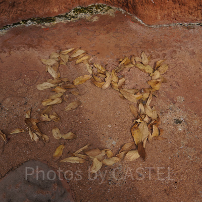 ディズニーランドクイズ【クリッターカントリー】