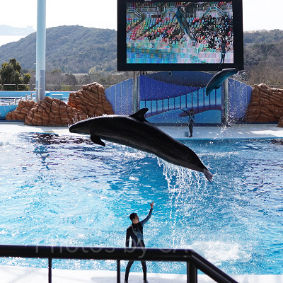 イルカとトレーナー