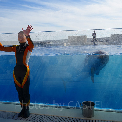 神戸須磨シーワールドのイルカショー：感想