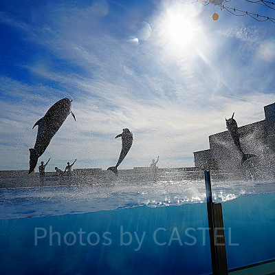 神戸須磨シーワールドのイルカショー