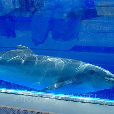 神戸須磨シーワールドのイルカショー：イルカの豆知識