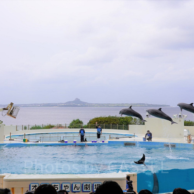 イルカショー／美ら海水族館