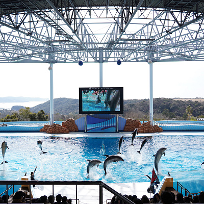 アドベンチャーワールドのイルカ