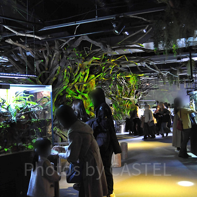 ELEMENTS 精霊の森