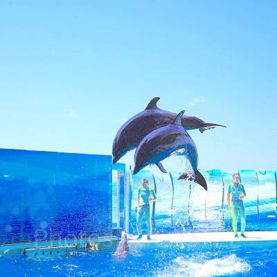 新江ノ島水族館（えのすい）：料金