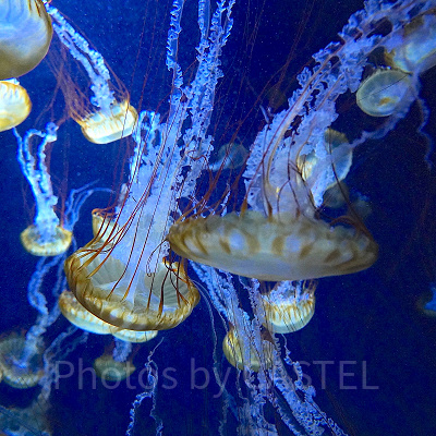 新江ノ島水族館（えのすい）：クラゲ