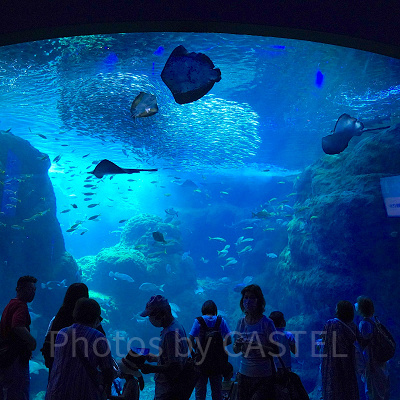 新江ノ島水族館（えのすい）：相模湾大水槽