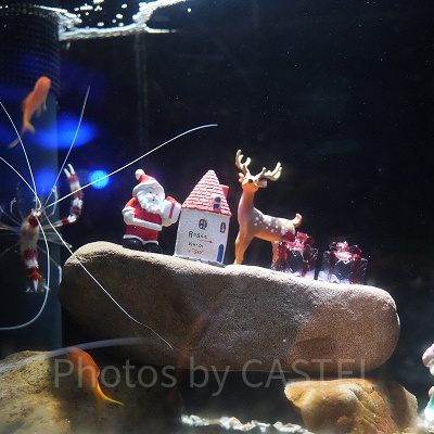 えのすいクリスマス：クリスマス限定の展示