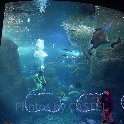 えのすいクリスマス：潜水ショー「フィンズ」（クリスマスver.）