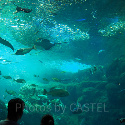 えのすいの巨大水槽