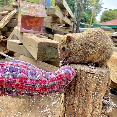 リスに餌やり体験！
