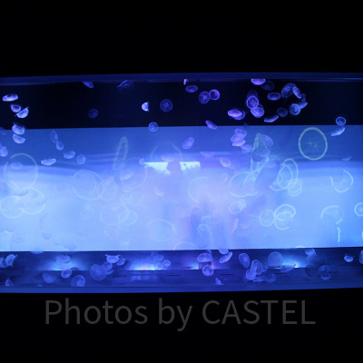 幻想的なクラゲの水槽