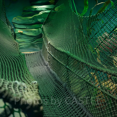 フィッシャーマンズ・ネット（アリエルのプレイグラウンド）