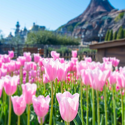 ザンビ坂の花壇<br />設定：22㎜ SS1/250 F5.6 ISO100