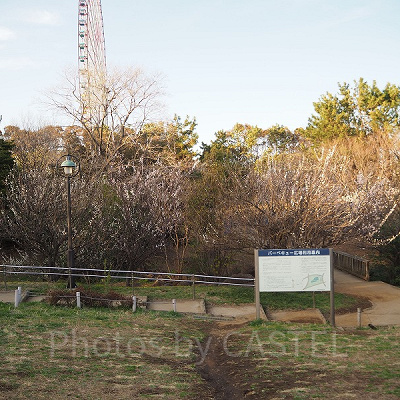 4月はお花がきれいです！