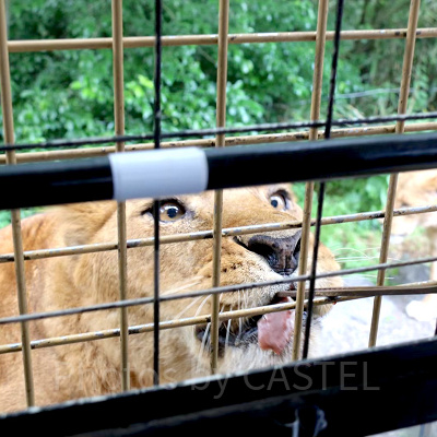 富士サファリパーク