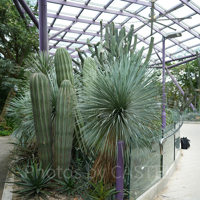 ガーデンズバイザベイ：サン・パビリオン