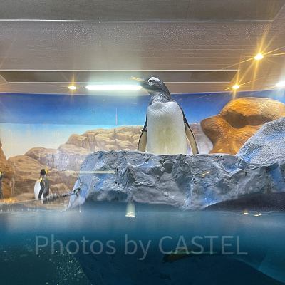 ジェンツーペンギン