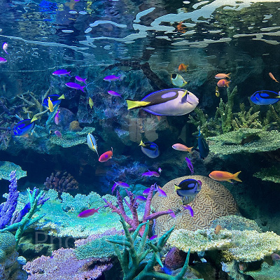 グレートバリアリーフの海