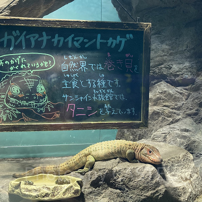 ガイアナカイマントカゲ