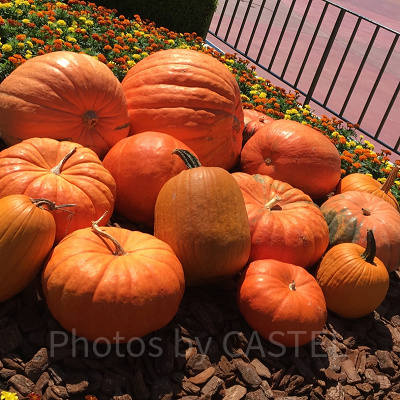 エントランスにはハロウィーンのカボチャが！