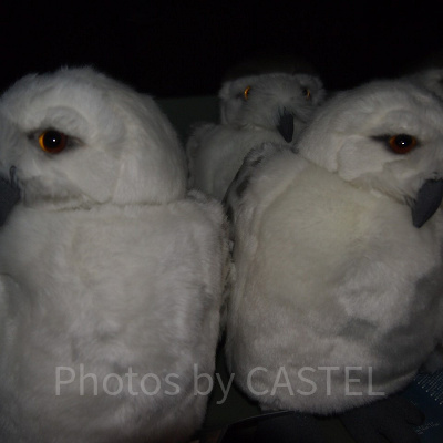 ハリーポッターふくろうぬいぐるみ