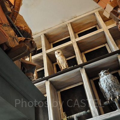 ハリーポッターのペットは白フクロウ／USJ