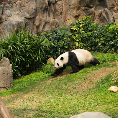 香港オーシャンパーク：動物園としてのみどころ