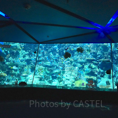 香港オーシャンパーク：水族館としてのみどころ