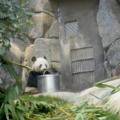 香港オーシャンパーク：パンダ